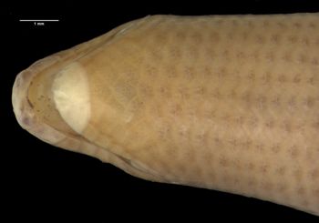 Media type: image;   Herpetology R-26586 Aspect: head ventral